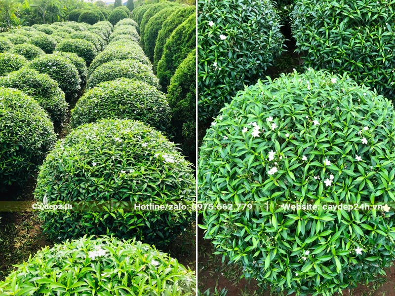 Vườn cây Mai Vạn Phúc trưởng thành tán tròn, đường kính 70 - 80cm