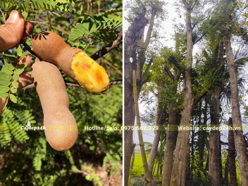 Cây Me chua cao 5 - 7m