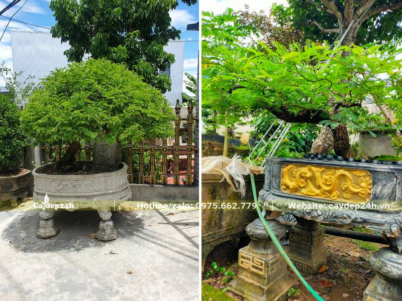 Chậu cây Me bonsai dáng đẹp chiều cao khoảng 50 - 80cm