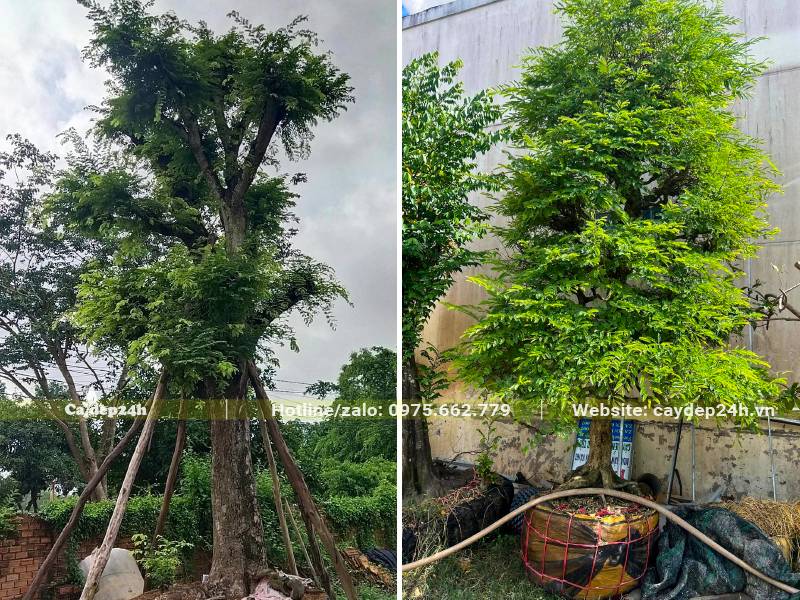 Cây Me dâm ủ nhiều năm, tán lá đẹp