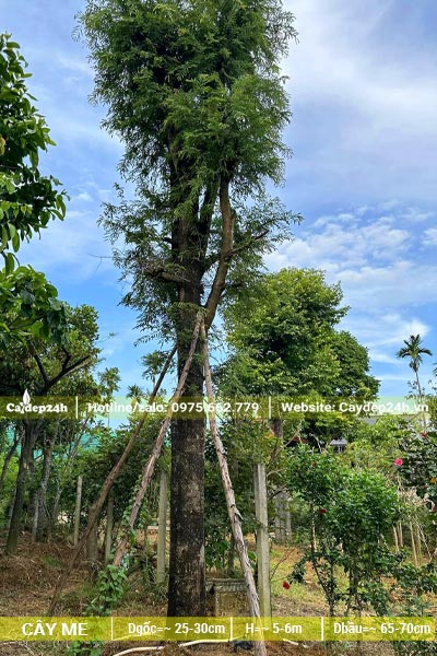 Đường kính gốc khoảng 25cm cây Me cổ thụ đã dâm ủ được 2 năm