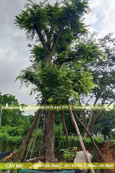 Me cổ thụ dâm ủ kích thước lớn phải chống nhiều cọc đỡ xung quanh