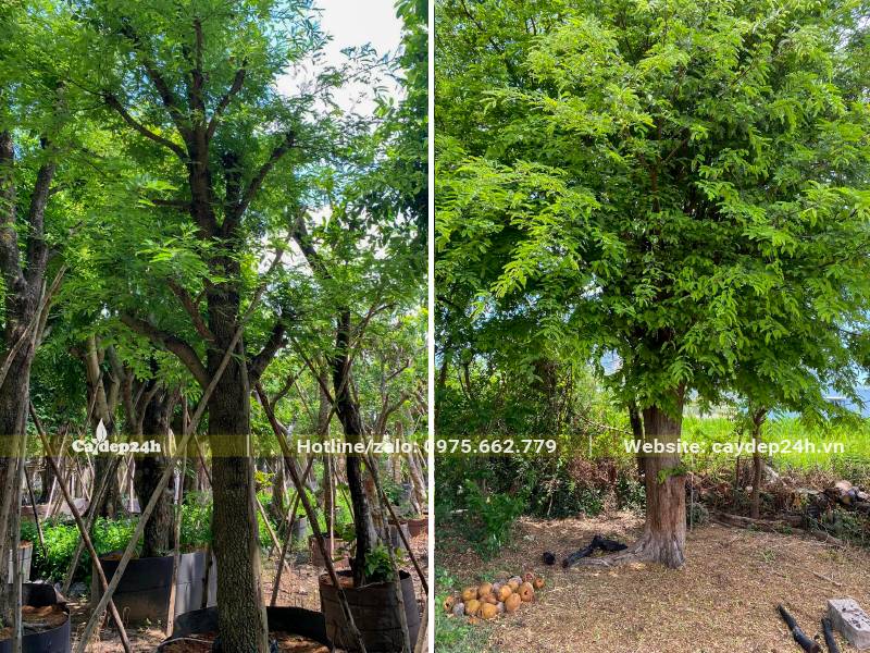 Me cổ thụ đã dâm ủ và cây trồng nhiều năm, cành tán rộng tới vài mét