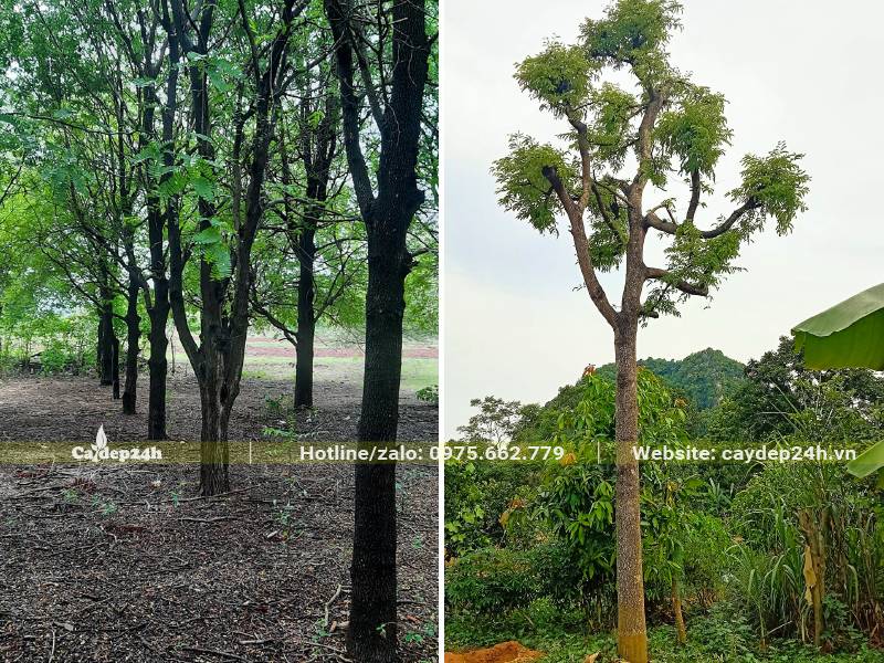 Vườn trồng và dâm ủ cây me công trình đường kính gốc 20cm