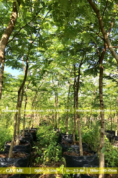 Vườn nuôi dưỡng cây Me công trình có đường kính gốc 4cm