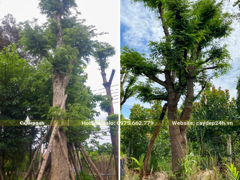 Hai cây Me đại thụ chiều cao khoảng 5 - 6m, đường kính gốc 35 - 40cm