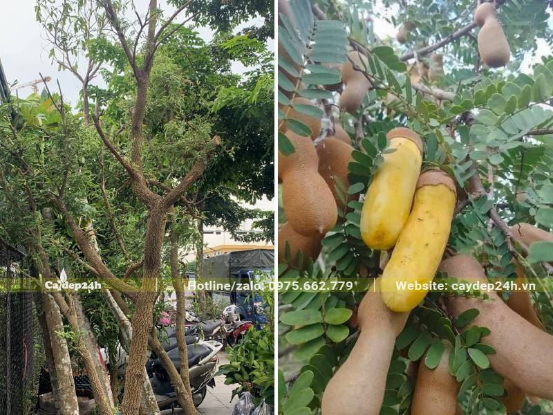 Trồng cây Me trưởng thành đã ra quả