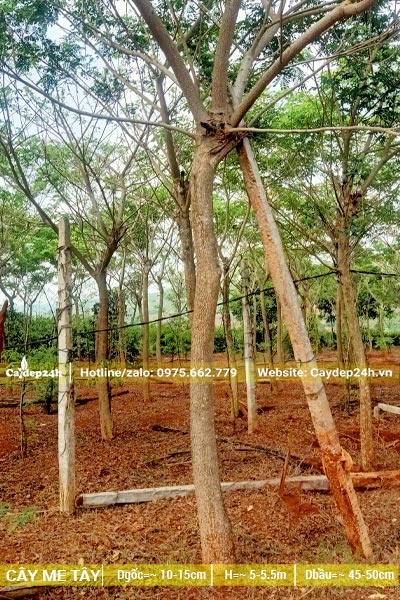 Vườn trồng cây me Tây lâu năm, tán lớn, đường kính gốc 15cm