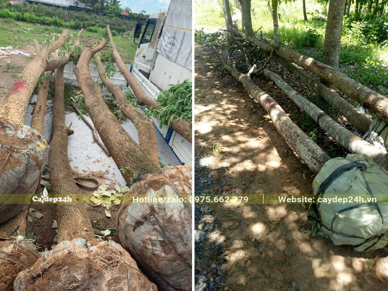 Chọn cây Me tây dâm ủ và cây đánh thẳng có đường kính gốc 18 - 20cm