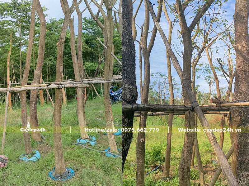 Vườn dâm ủ số lượng lớn cây me tây công trình đường kính gốc 10 - 15cm