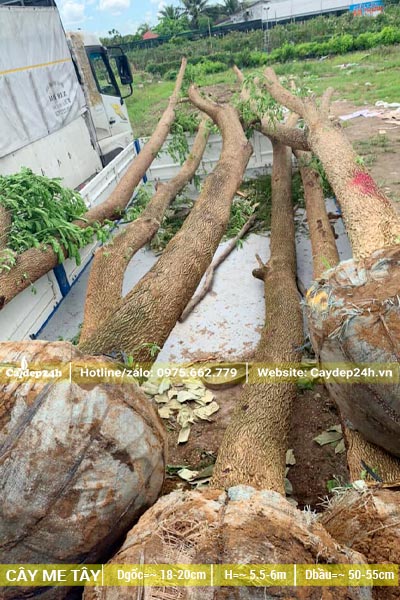 Xếp hơn chục cây Me Tây công trình đường kính gốc 20cm lên xe tải