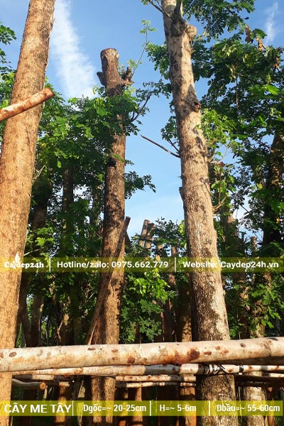 Me Tây dâm ủ đường kính gốc 25cm, thân cao thẳng tắp
