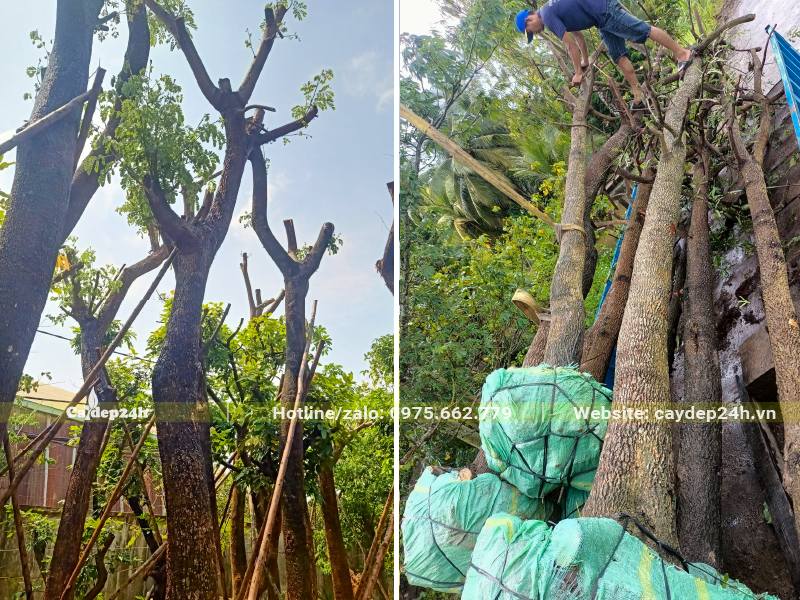 Me Tây cổ thụ đường kính gốc 20 - 30cm