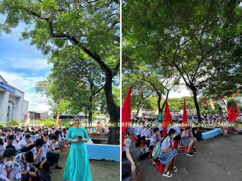 Trồng cây me tây trong sân trường trung học cơ sở