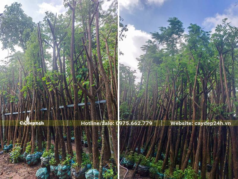 Cây Me Tây dâm ủ đã tỉa tay cành, đường kính gốc 5 - 10cm