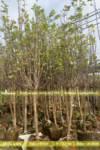 Vườn cây hoa Mộc Lan trồng trong bầu nhiều năm, chiều cao khoảng 3m