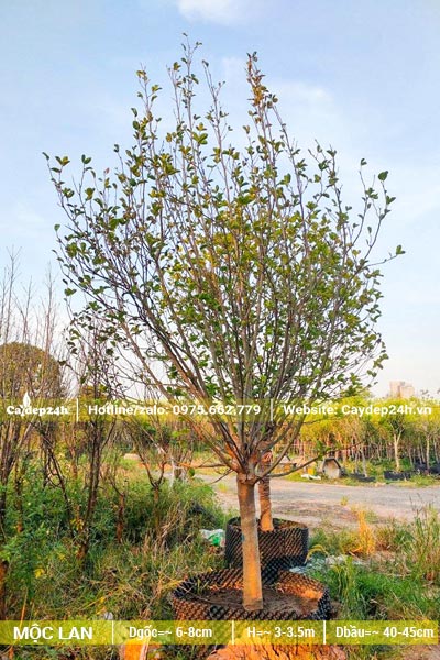 Cây hoa Mộc Lan dưỡng trong bầu nổi, đường kính gốc 8cm