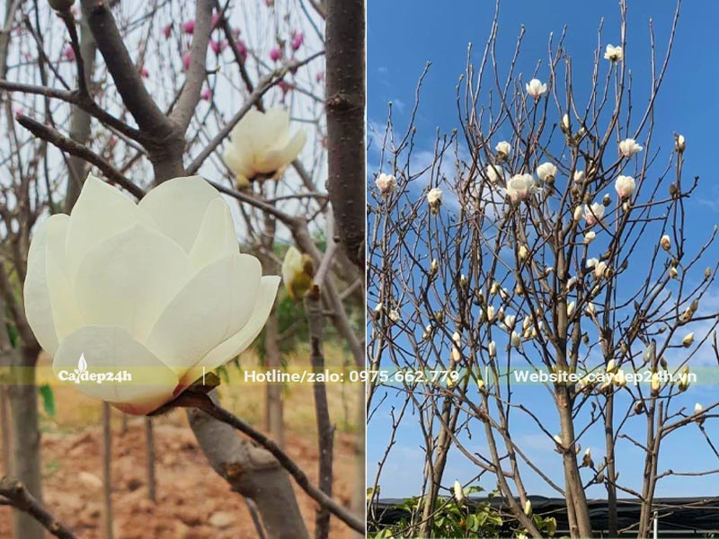 Cây hoa Mộc Lan trắng đang bắt đầu vào vụ