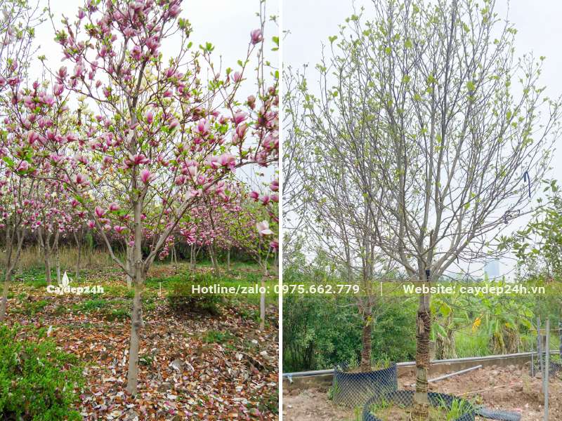 Cây hoa Mộc Lan đánh thẳng và hàng dâm ủ đường kính gốc 10cm trở lên