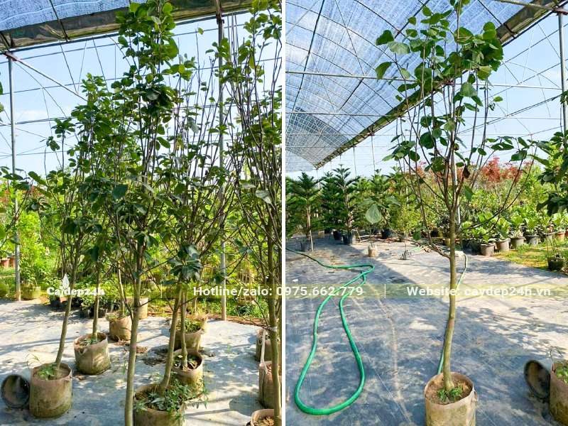 Cây hoa Mộc Lan nhỏ đường kính 2 - 3cm được nuôi dưỡng trong khu vực có mái che