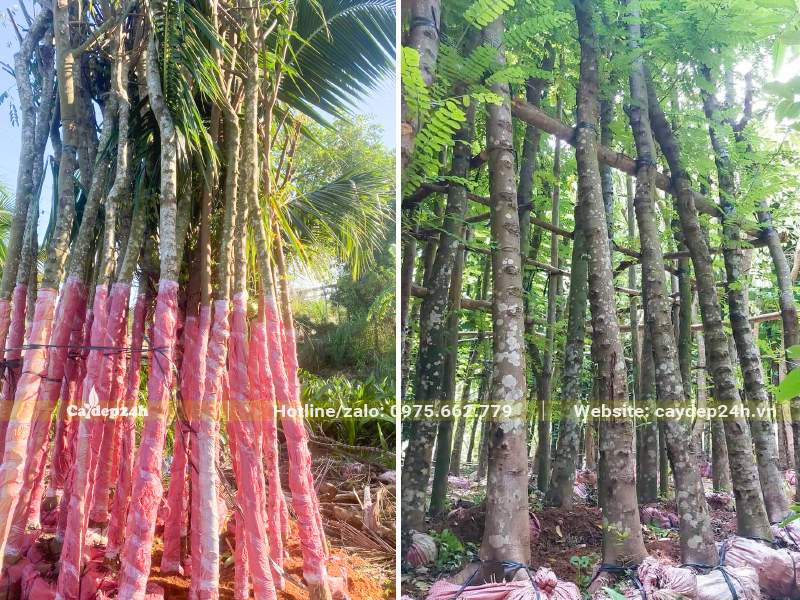 Cây Bọ Cạp Hồng dâm ủ, hàng tuyển chọn có thân thẳng đẹp