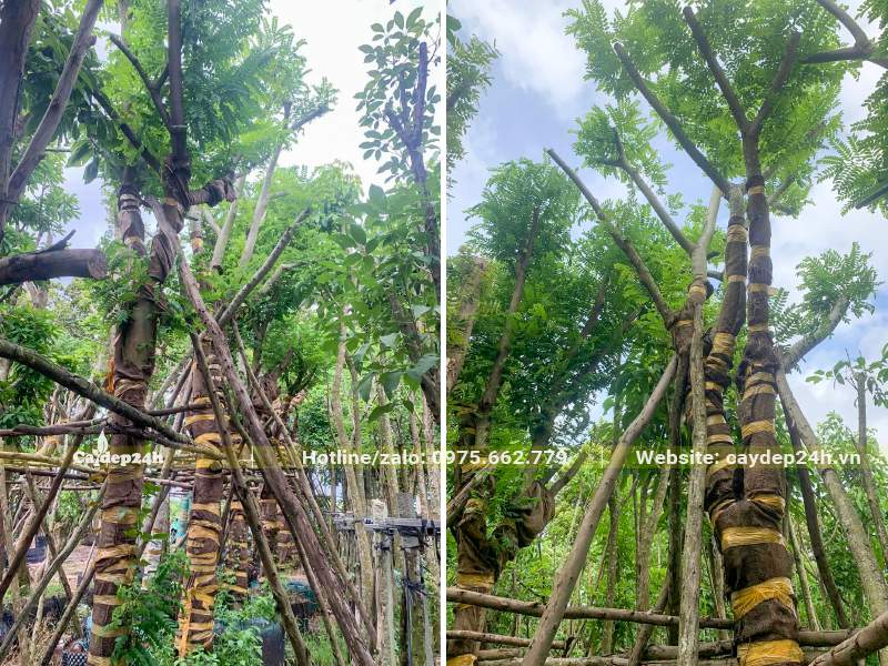 Cây Muồng Hoa Đào cổ thụ chiều cao khoảng 5m, vanh 100