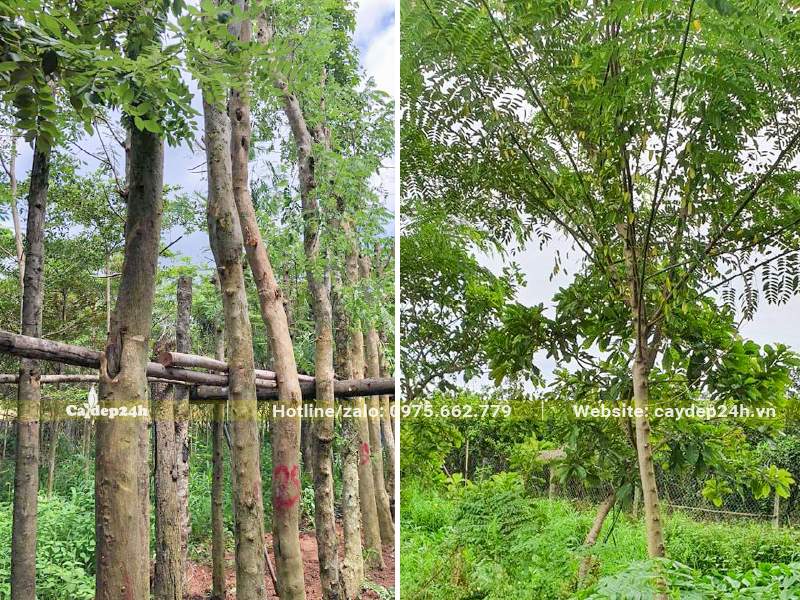 Vườn trồng và dâm ủ cây Muồng Hoa Đào công trình đk gốc 5 - 10cm