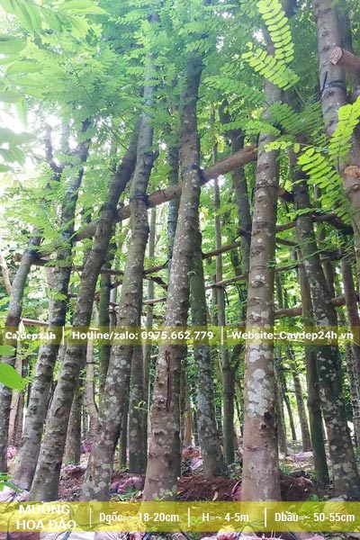 Nhà vườn dâm ủ cây Bọ Cạp Hồng đk gốc 20cm