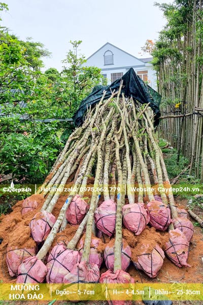 Dâm ủ khoảng gần 50 cây Muồng Hoa Đào đk gốc 5cm