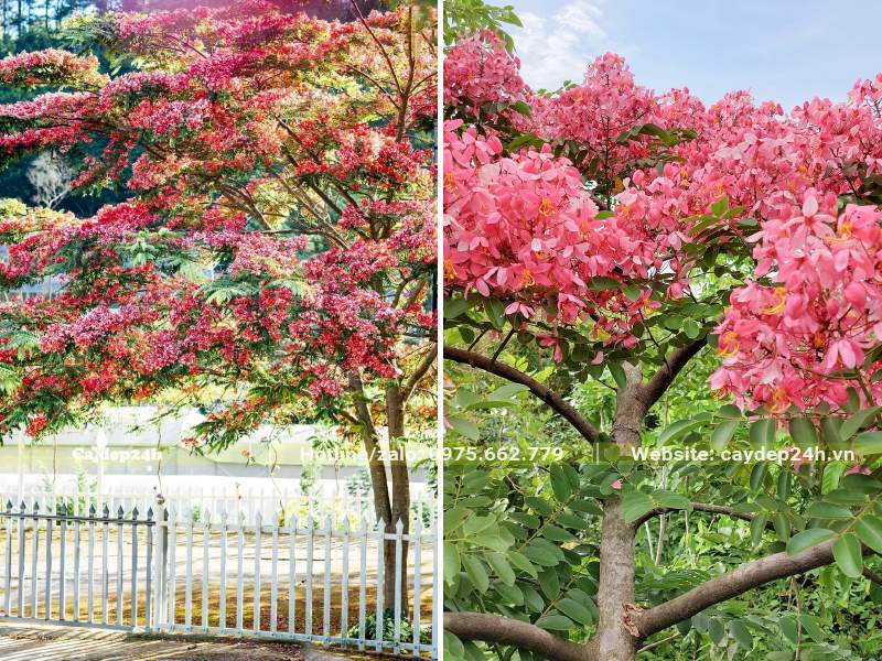 Cây Muồng Hoa Đào nở hoa rực rỡ, những chùm hoa màu hồng xinh đẹp, thu hút