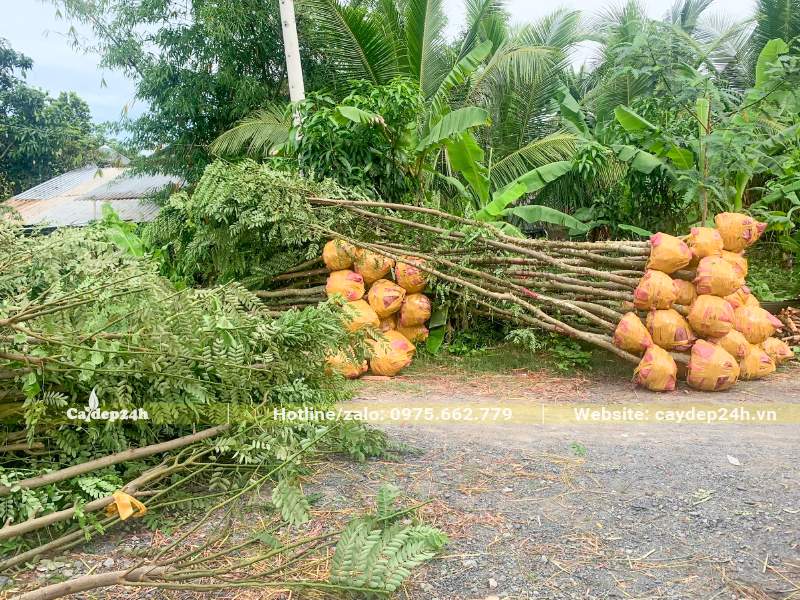 Chờ xe vận chuyển để đưa hơn 10 cây Muồng Hoa Đào đường kính gốc 8cm đến công trình