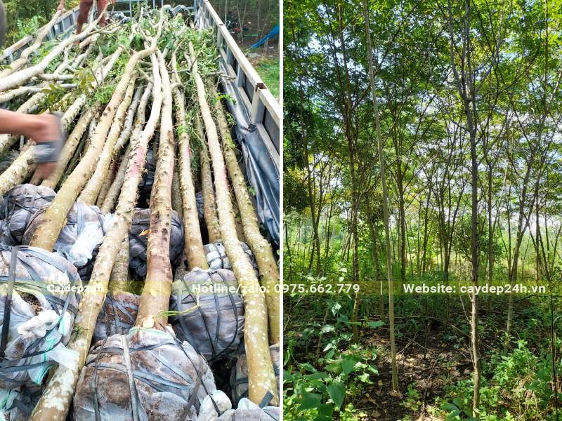 Cây Muồng Hoa Đào bứng nóng đường kính gốc từ 10 - 12cm