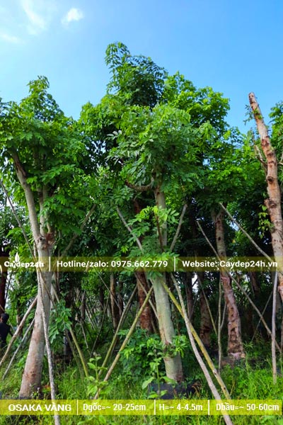 Vườn dâm ủ nguyên cây công trình lâu năm, đường kính gốc trên 20cm