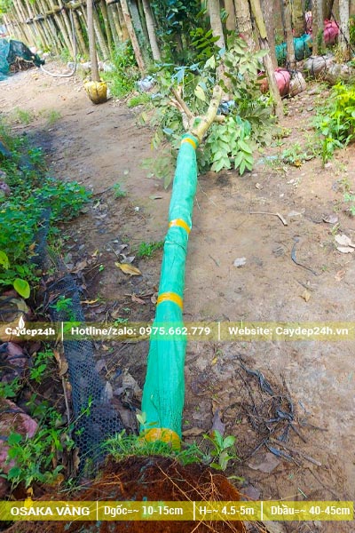 Muồng Hoàng Yến lâu năm đường kính thân 10cm đo cách gốc 1m