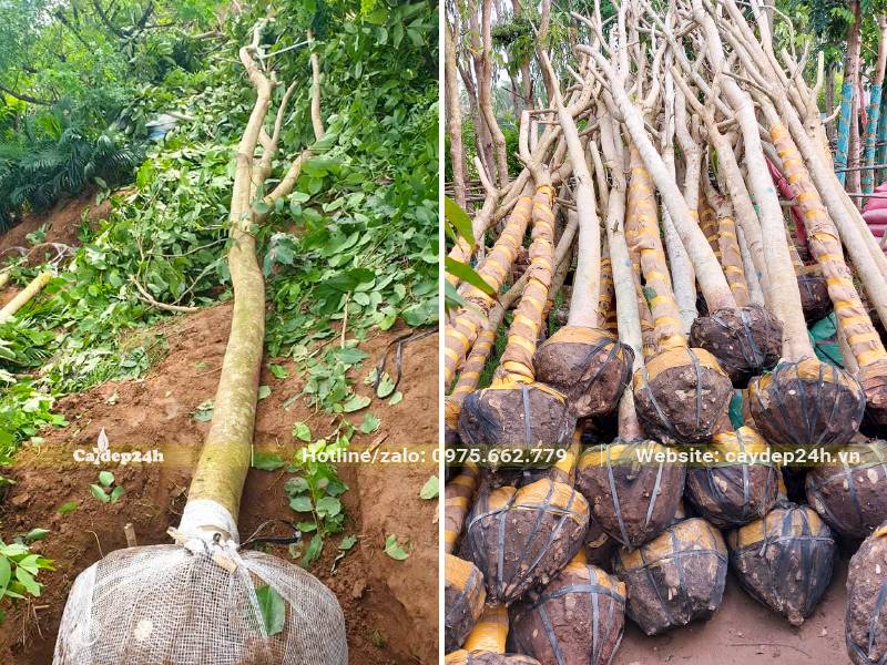 Bứng cây Osaka vàng lâu năm chiều cao khoảng 4m, đường kính bầu từ 35 - 45cm