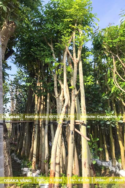 Dâm ủ hàng loạt cây Muồng Hoàng yến trưởng thành đường kính gốc từ 5cm trở lên