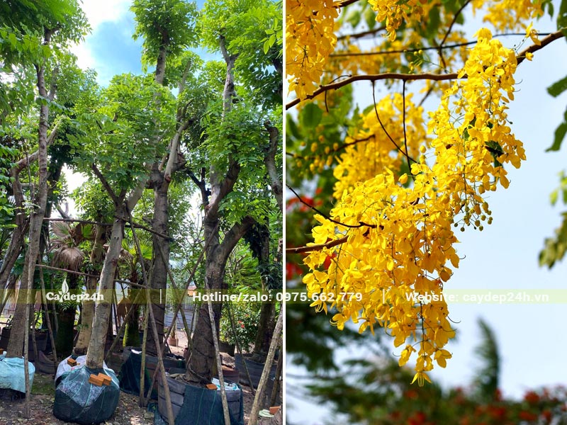 Vườn dâm ủ cây Muồng Hoàng Yến cổ thụ