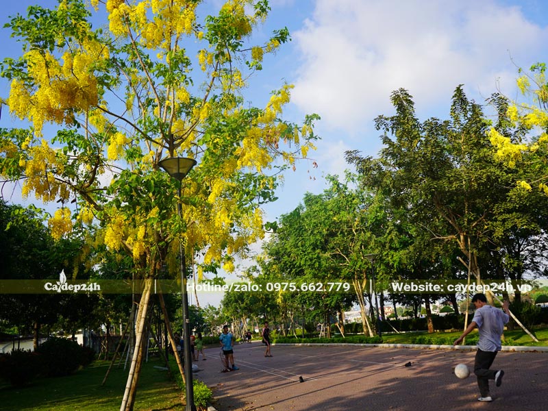 Cây Osaka vàng lâu năm đang ra hoa