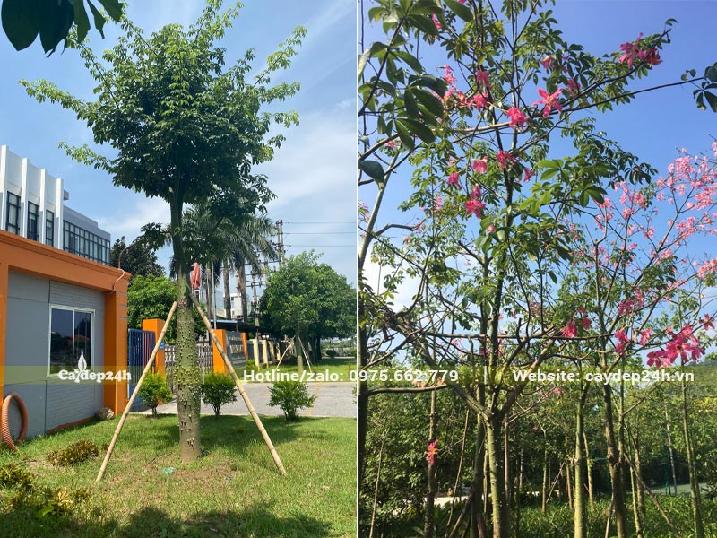 Cây Mỹ Nhân trồng trước cổng nhà máy ở Bắc Ninh