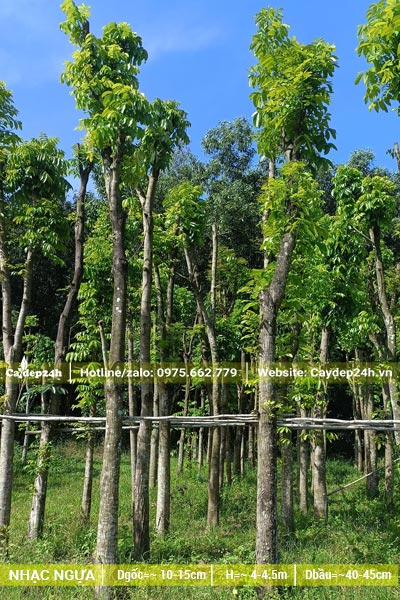Dâm ủ bầu chìm cây Nhạc Ngựa cao 5 - 6m, đường kính gốc 20cm