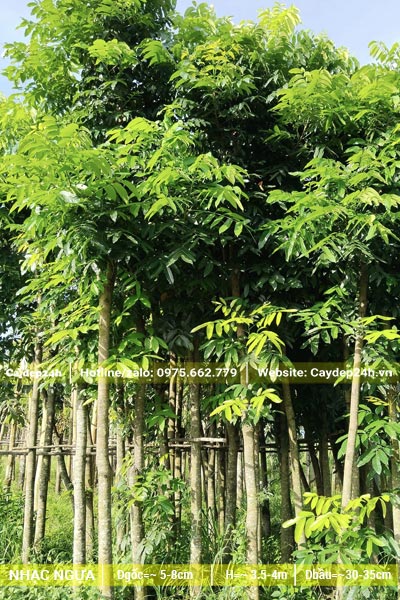 Dựng và buộc cây Nhạc Ngựa công trình đã dâm ủ, tỉa cành