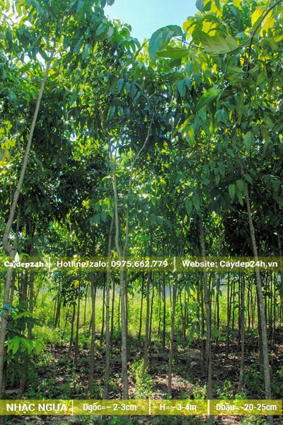 Vườn trồng hàng nghìn cây Nhạc Ngựa, đường kính gốc khoảng 3 - 4cm