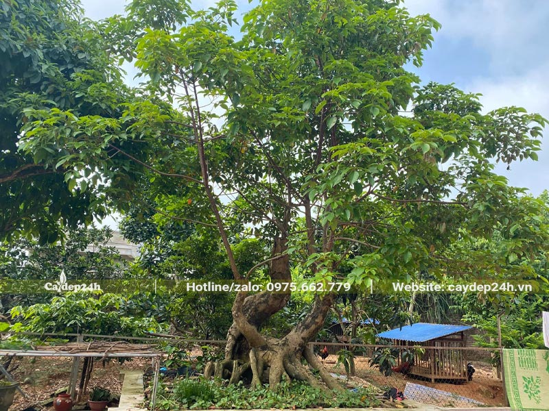 Chậu cây Nhội bonsai dáng đẹp, chiều cao khoảng 3m