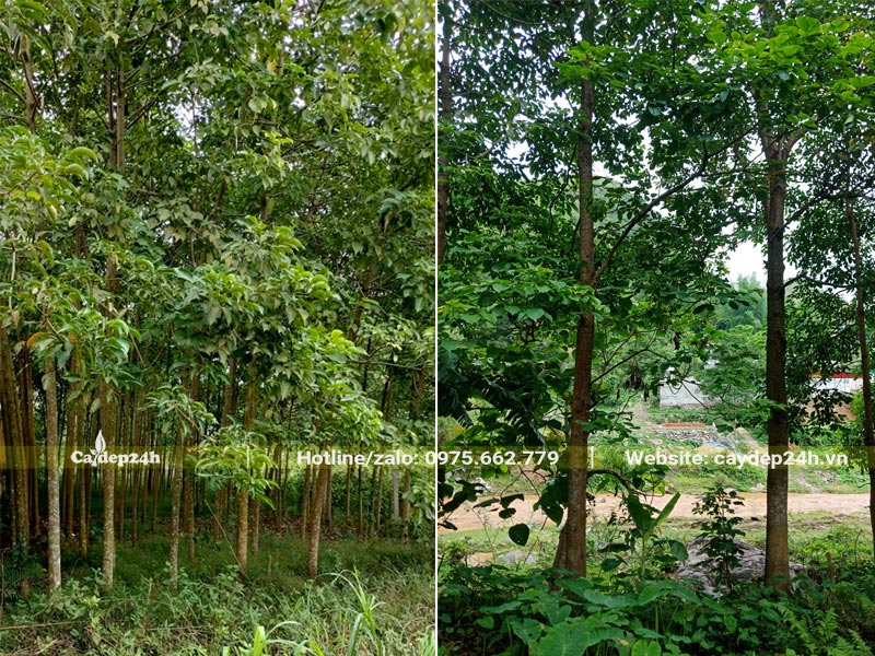 Vườn trồng cây Nhội lâu năm, đường kính gốc từ 10cm trở lên