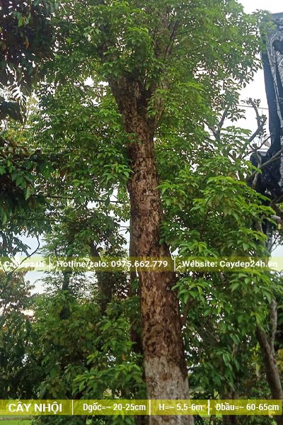 Chiêm ngưỡng cây Nhội công trình đường kính thân 20cm, cao khoảng 6m