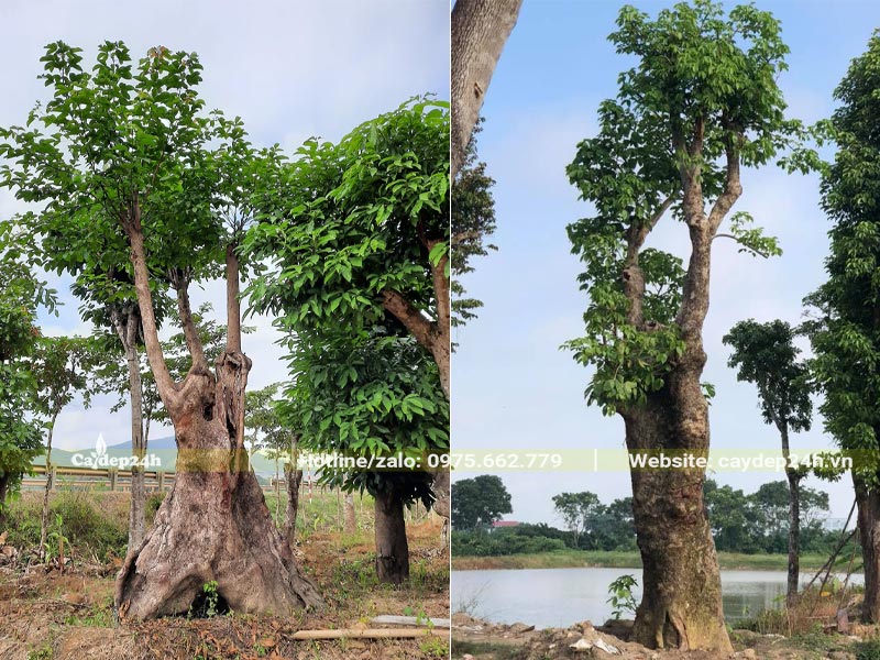 Nhội cổ thụ có hình dáng đẹp và độc