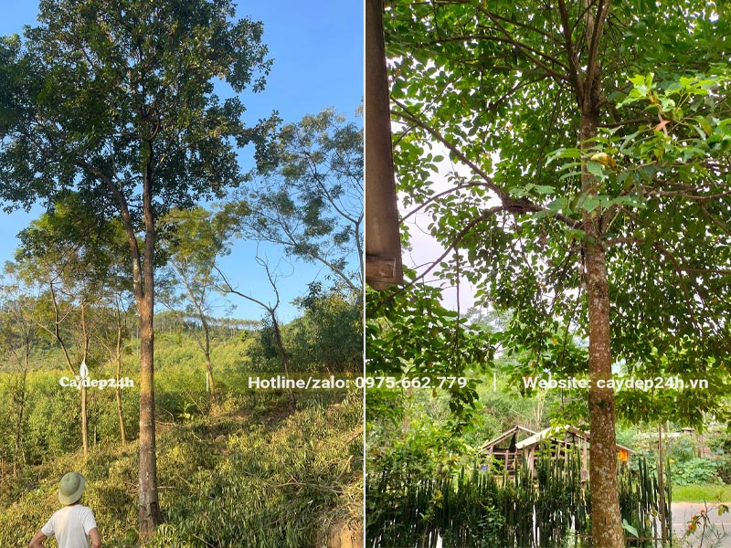 Vườn nuôi trồng cây Nhội công trình đường kính từ 15cm trở lên