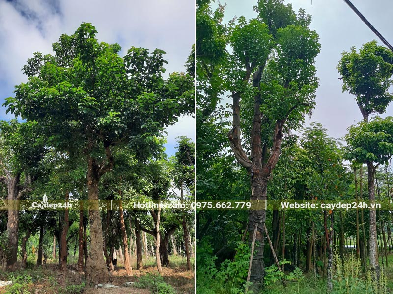 Cây đại thu cao lớn, phân tán đẹp, lá xanh tươi tốt