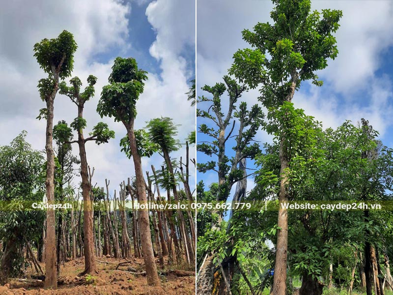 Thân cây thẳng, cao trên 5m, tay cành đã tỉa, đang ra lá mới