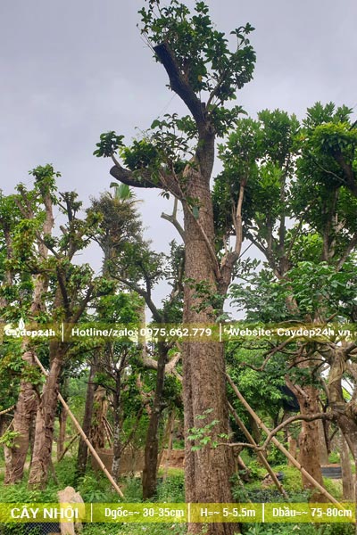 Cây Nhội cổ thụ đường kính gốc 35cm